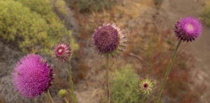 Flowers in Patagonia